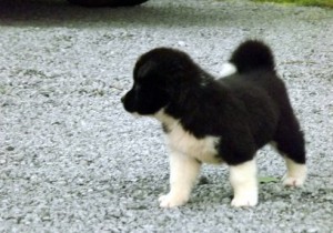 Akita Puppies for Sale