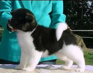 Akita Pups Available