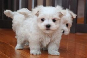 Beautiful Female Maltese Puppy