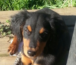 Cute Male Cocker/Rott Mix Puppy