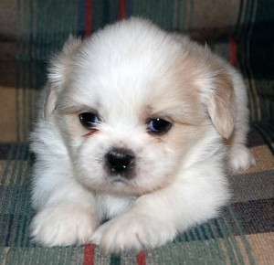 Shih Tzu Puppies for Sale