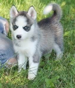 Excellent Siberian Husky Puppies