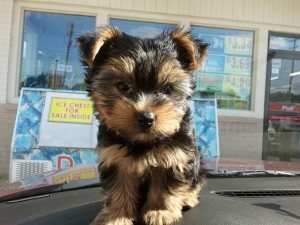 Female Yorkshire Terrier