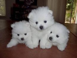 Purebred American Eskimo Puppies