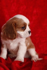 Cavalier King Charles Spaniel Puppies