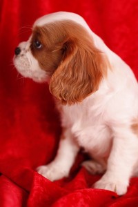 Cavalier King Charles Spaniel Puppies