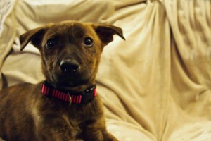 Charming Staffordshire Bull Terrier Puppy