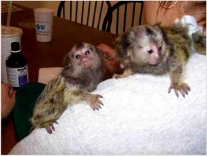 Marmoset Monkey for Re-homing