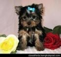 Charming and Cute Yorkie puppies for sale