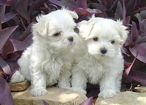 Awesome Teacup Maltese Puppies