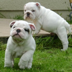 Bulldog Puppies Available