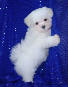 Maltese Pup for Adoption