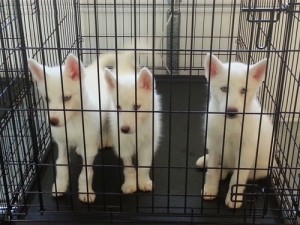 Blue Eye Male and Female Husky Puppies