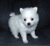 Top Quality Teacup Pomeranian Puppy