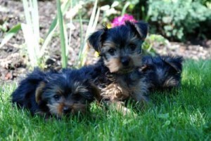 Yorkie Puppy for adoption