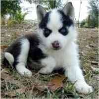 Blue Eyes Siberian Husky Puppies Available