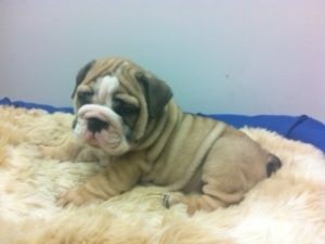 English Bulldog Puppies