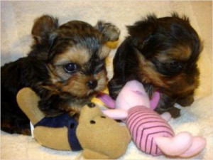 Lovely Toy-Size Yorkshire Terrier Puppies