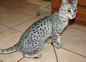 Beautiful Female Savannah Cat