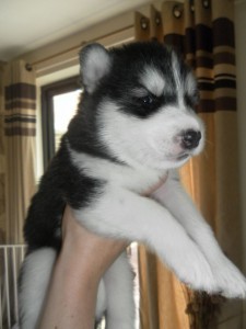 Beautiful &quot;Blue Eyed&quot; Siberian Husky for Sale