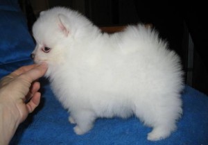 Super Cute Fluffy Pomeranian Puppies