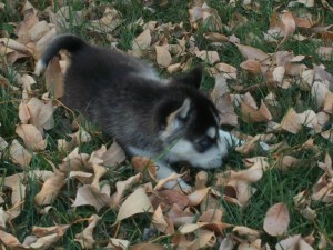 Siberian Husky Puppies- 5 Females, 1 Male