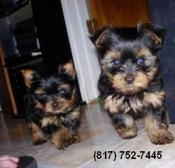 Two Yorkshire Terrier Pups