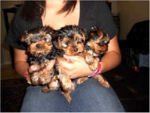 Two Yorkie Puppies for Sale