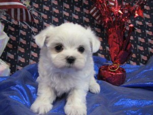 Home Raised Maltese Puppies Available