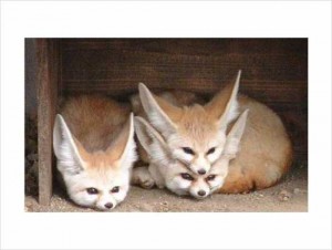 Adorable Fennec Fox for Adoption