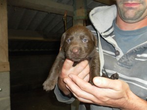 Chocolate Lab Pups