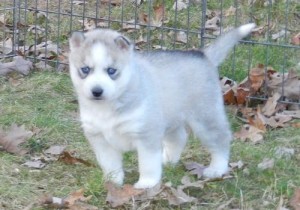 Siberian Husky Pups for Sale