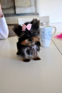 Adorable Tiny Teacup Puppy Available