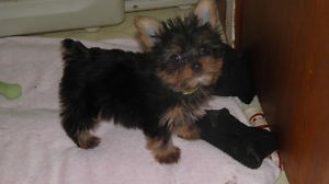 AKC Yorkie Puppies