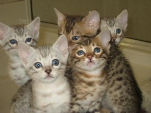 Bengal kittens for Sale