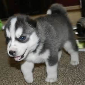 Home trained Siberian Husky Available Now