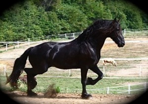 Friesian Gelding for Adoption