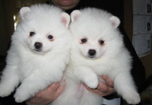 Playful Pomeranian Puppies Available