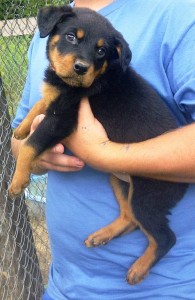 Beautiful Rottweiler Female Puppy