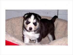 Blue Eyed Siberian Husky Puppy!