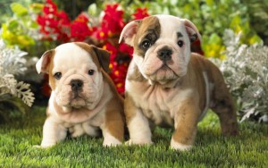 English Bulldogs for Adoption