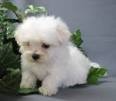 Maltese Dogs Available