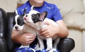 Bulldog Puppies Available