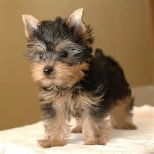 Sweet Yorkie Puppies for Re-homing