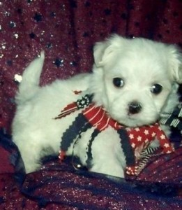 Charming White Maltase Puppy!!!