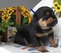 Rottweiler Puppies For Sale