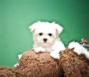 Maltese Puppies For Adoption