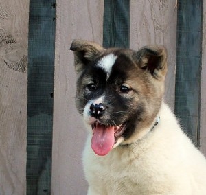 Akita Puppy for Sale