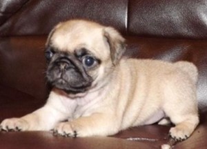 Amazing Pug Puppy