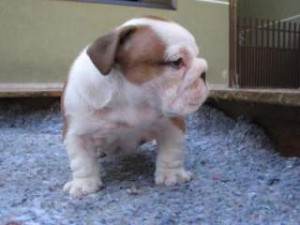 English Bulldog Puppy Availble